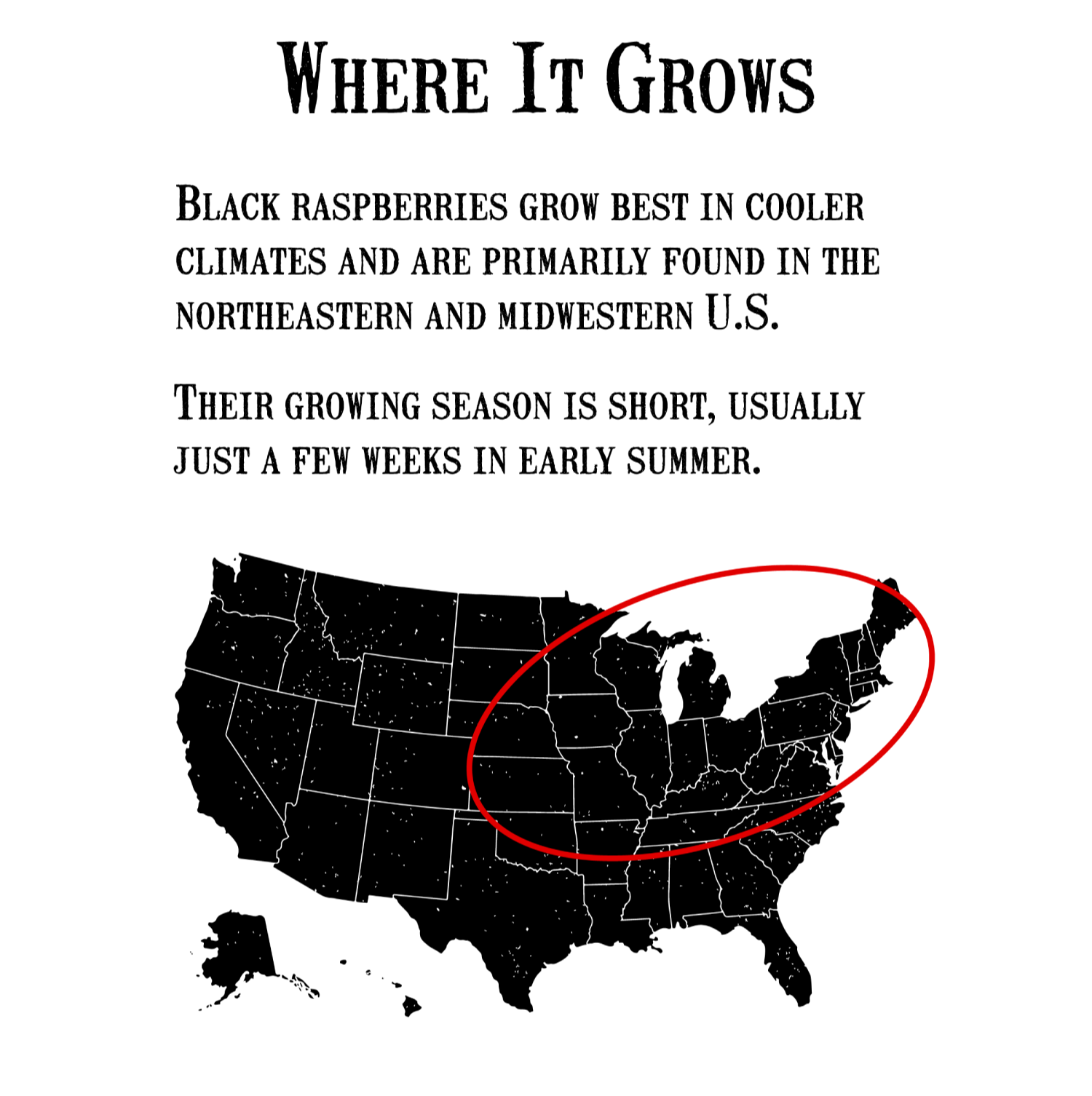 Black Raspberry Jam - Reserve Collection