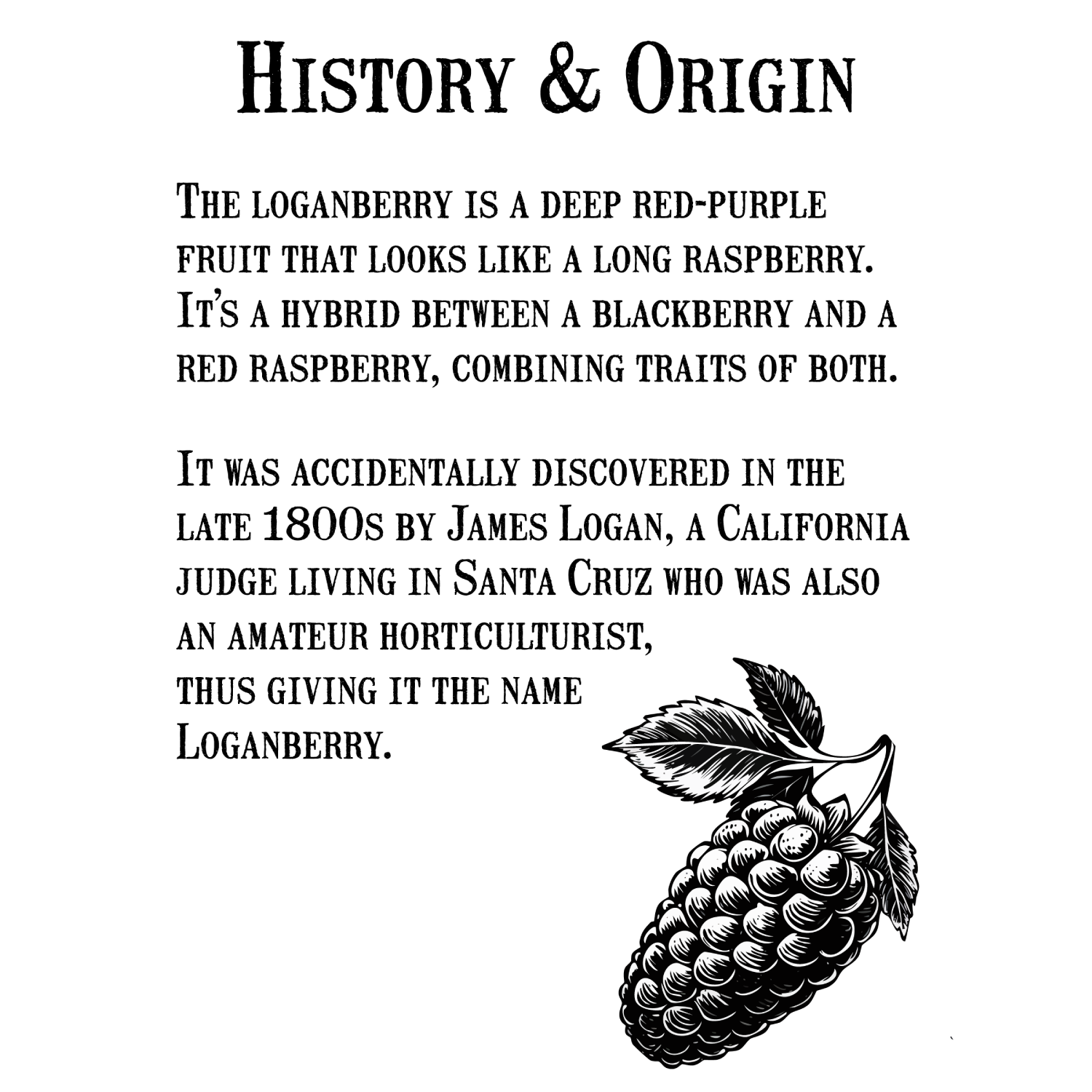 LoganberryJam-リザーブコレクション