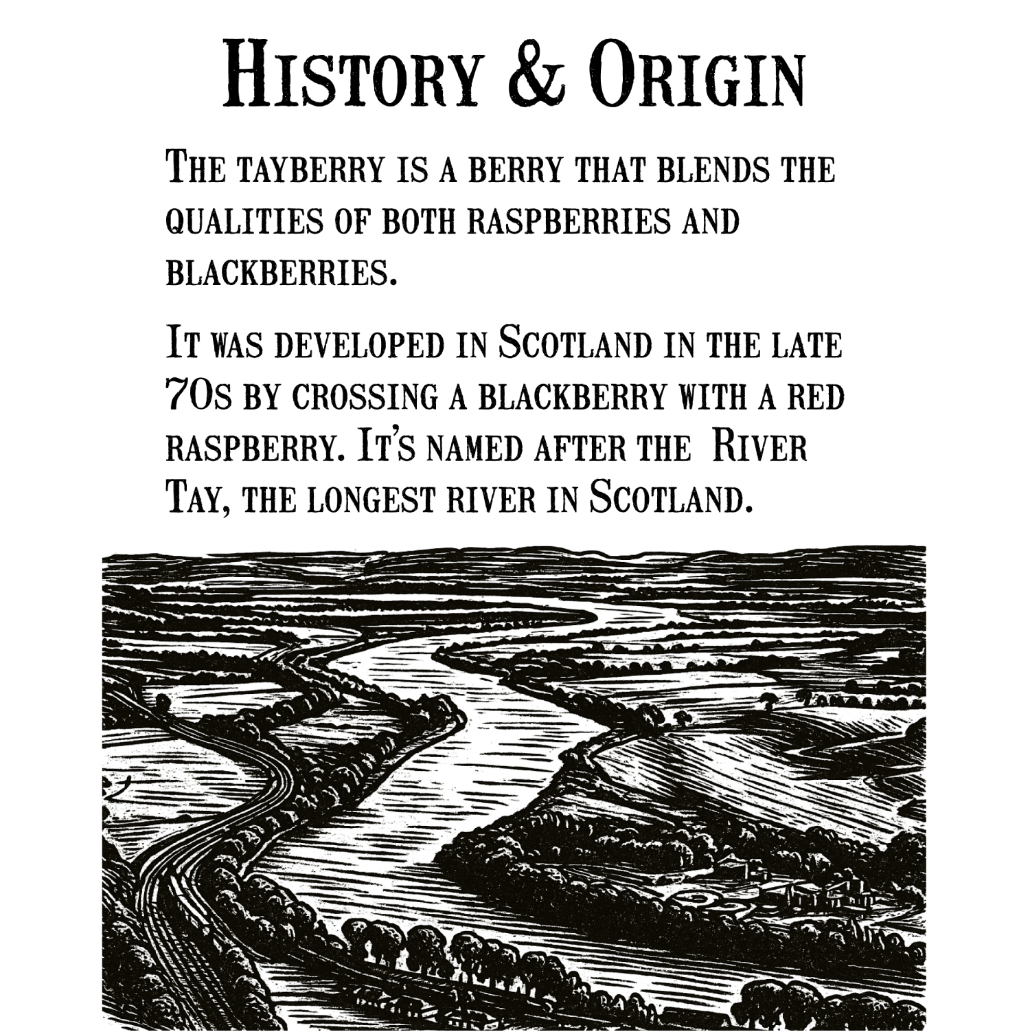 Tayberry Jam - Collection réserve