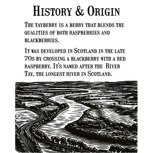 Tayberry Jam - Collection réserve